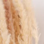 Le Cosy *